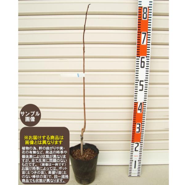 アケビ 苗 植木 盆栽の人気商品 通販 価格比較 価格 Com