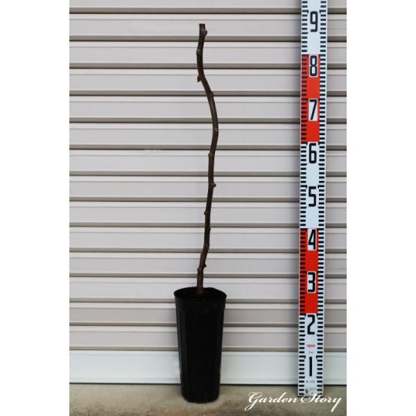 ym[XGhz PNږؕc LEC [wF\QOQUNP{ȍ~܂͒ʏ픭@[ʎc؁@(X)]