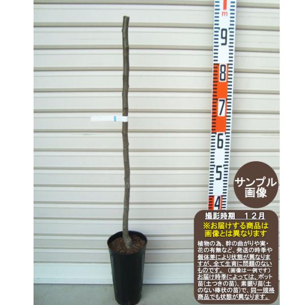 接木苗予約受付中　❗️‼️ トーキョーMallie】 1年生接木苗 ナシ ※納期指定：発送予定2025年