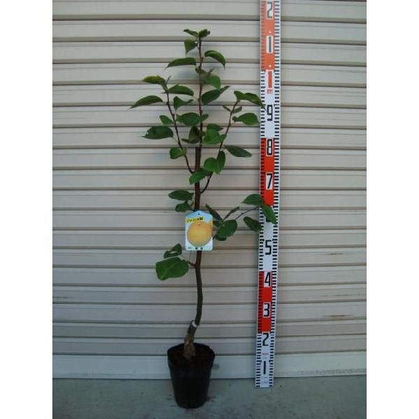 yVz@ږؕc@ʎc؁EȂEEiV