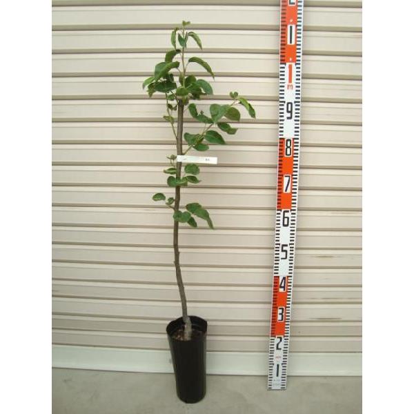 yVz ږؕc iV [ʎc؁EEȂ]