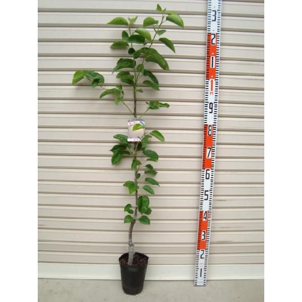 y\Yz ږؕc iV [ʎc؁EEȂ]