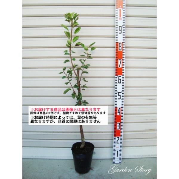 yN`Fz ږؕc mEiV [ʎc؁EEȂ]