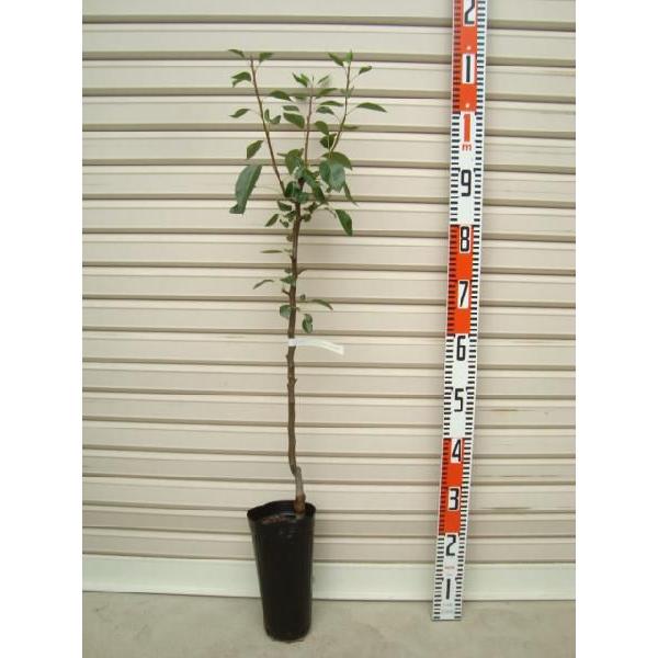 yX^[N\yA[z ږؕc mEiV [ʎc؁EEȂ]