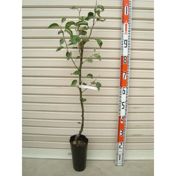 yS[h\Iz ږؕc iV [ʎc؁EEȂ]