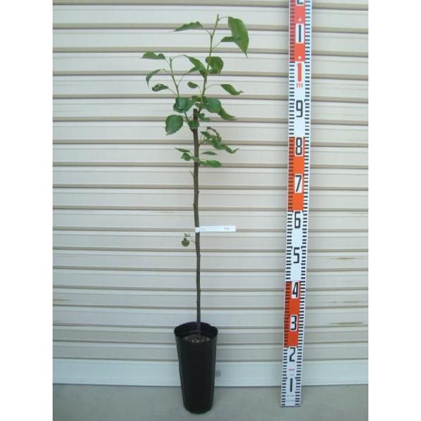 y痼z ږؕc ZEEʖ(gsm:݂炸)  [ʎc؁EEȂ]