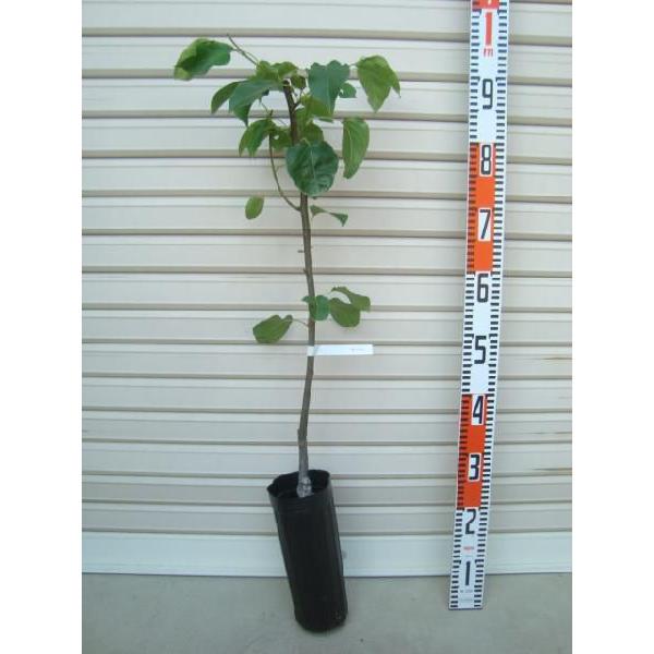 y[[z ږؕc E [ʎc؁EEȂ]