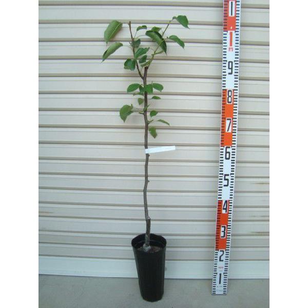 yc[[z ږؕc  [ʎc؁EEȂ]