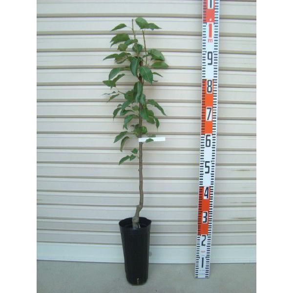 yWFChXC[gz ږؕc mEiV [ʎc؁EEȂ]