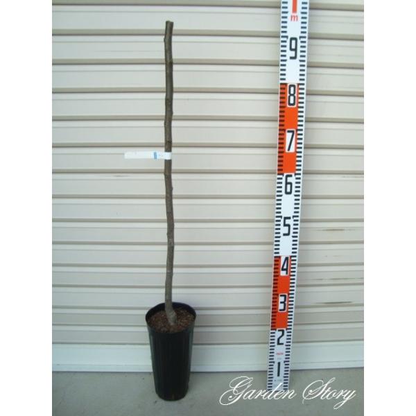 yɂz PNږؕc jbR@iV [wF\QOQTNPQ{ȍ~܂͒ʏ픭 [ʎc؁@@Ȃ]