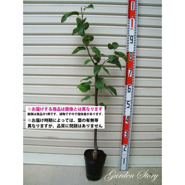 yHz ږؕc iV [ʎc؁EEȂ]