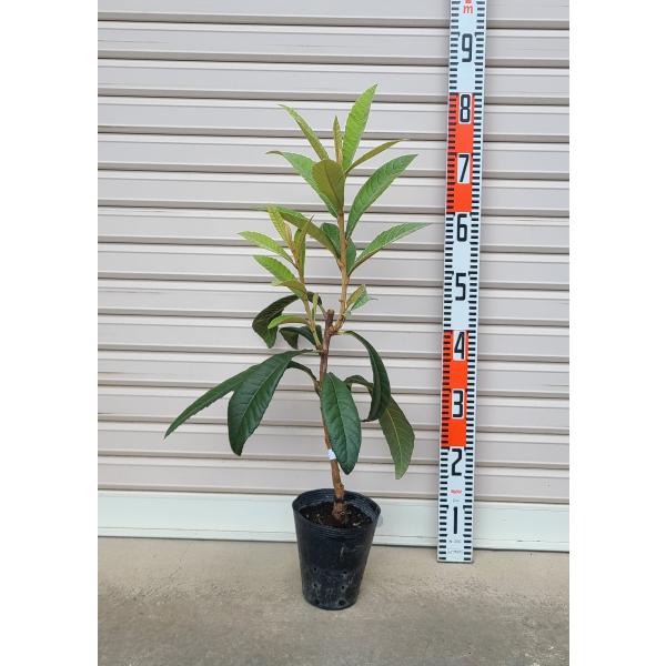 クイーン長崎,果樹苗木,びわ