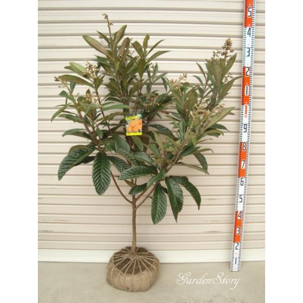 枇杷の木(大苗) 種苗登録ビワの木 はるたより 約1.5m 特大植木苗木大苗果樹 規格販売