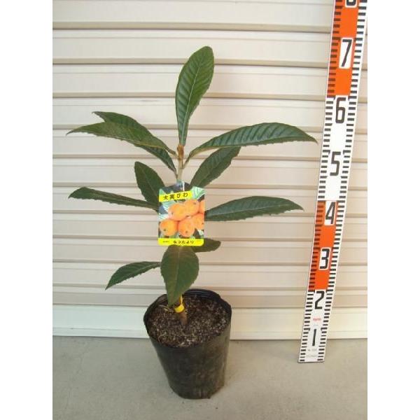 なつたより】 1年生接木苗 ※通常発送※ ビワ [果樹苗木 枇杷 びわ