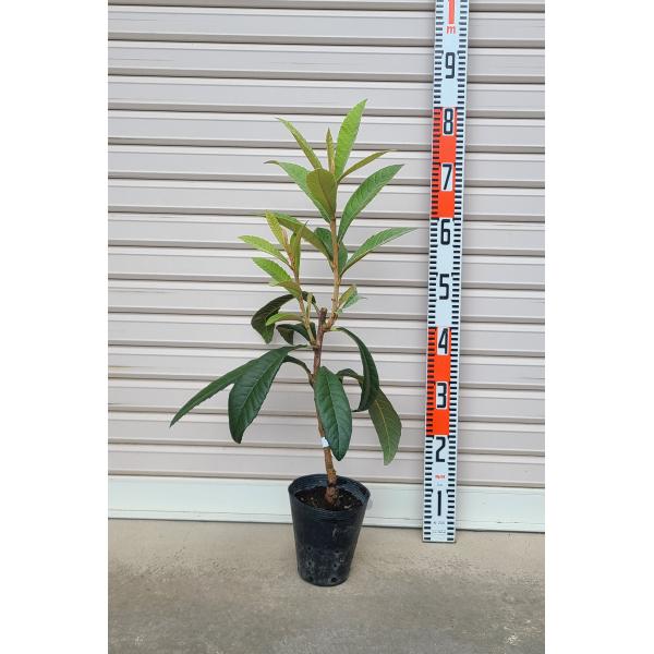 なつたより,果樹苗木,びわ