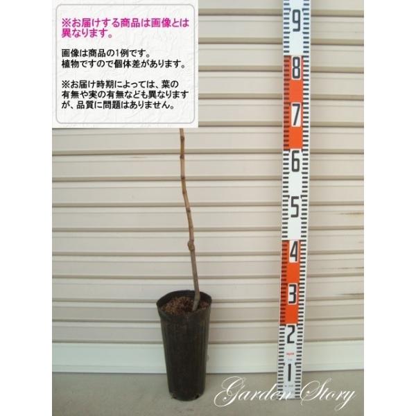 y}E\[rjIz Cp PN}ؕc uhE [wF\QOQTNPQ{ȍ~܂͒ʏ픭 [ʎc؁@@uhE]