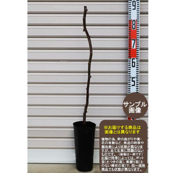 【ヘイワード】 1年生接木苗 バウンティ台 緑色のキウイ ※納期指定：発送予定２０２７年１月中旬以降順次または通常発送※ [果樹苗木 きうい kiwi]