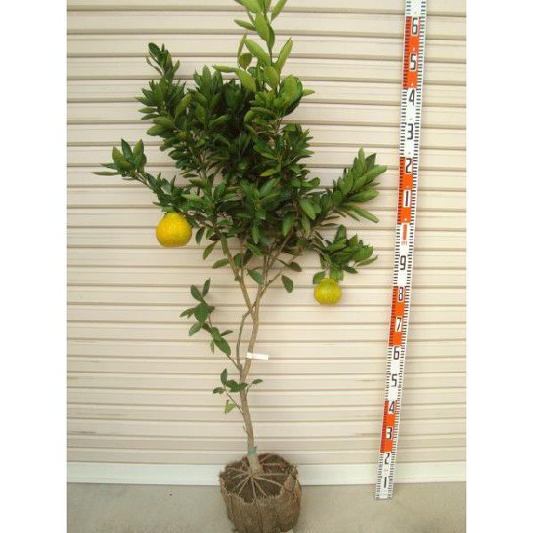 上野早生】 柑橘大苗 4年生接木苗 温州みかん ※納期指定:発送