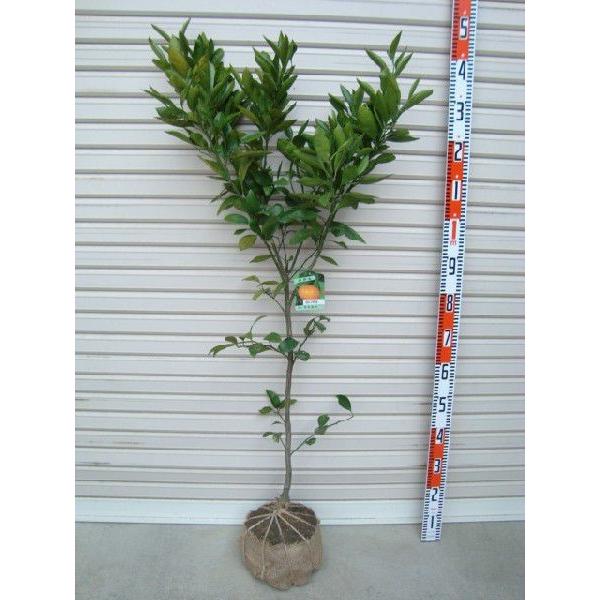 田口早生】 柑橘大苗 3年生接木苗 温州みかん ※納期指定:発送予定