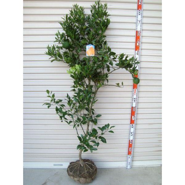 ysm΁z@kc@TNږؕc G [w:\QOQTNPO{ȍ~\聦 [ʎc؁@k@݂]