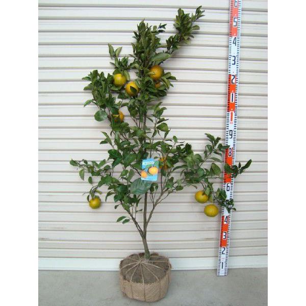 yXC[gXvOz TNږؕc c [w:\QOQTNPO{ȍ~\聦 [ʎc؁@k@񂫂]