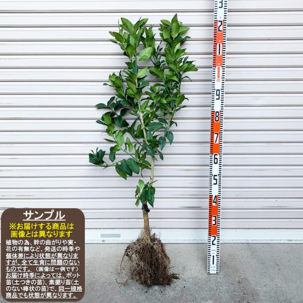 柑橘2年生　果実肥大中　オーストラリアンブラッド接木苗／苗　樹高50cm 楽天市場】【せとか】 みかん 2年生接木苗 登録品種・品種登録