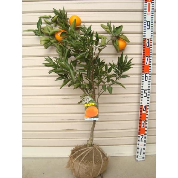 せとか】 3年生接木苗 大苗 ※納期指定:発送予定2026年3月中旬