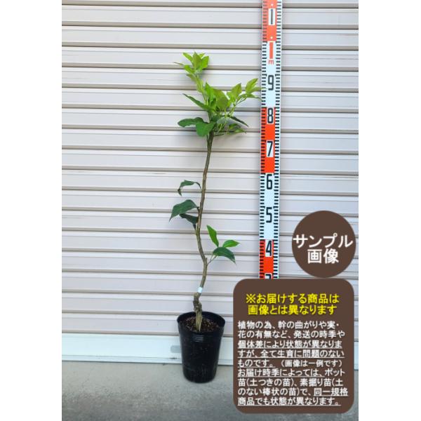 モロ　雑柑　柑橘　果樹苗木　ガーデンストーリー