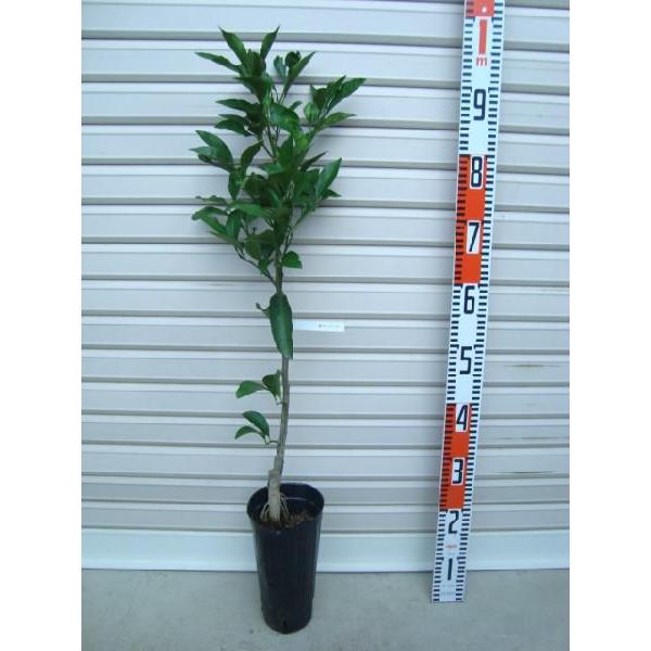 y^S[z ږؕc zV^S[ [ʎc؁EkE񂫂]