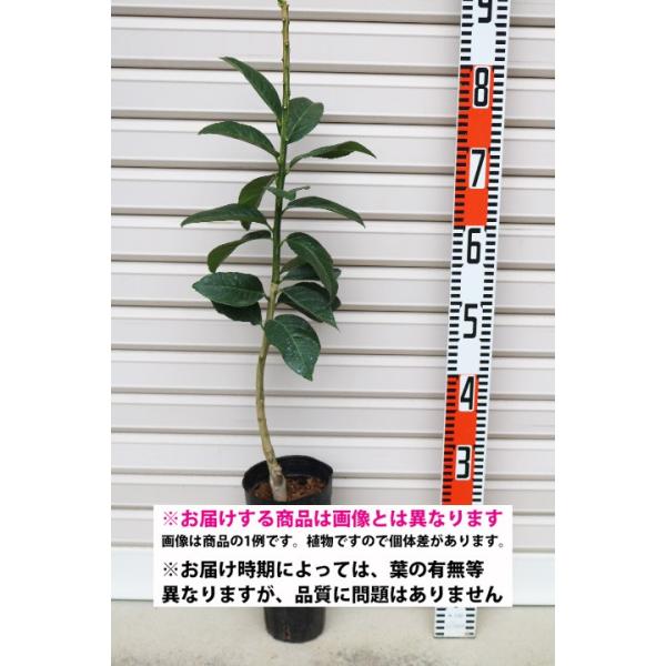 紅甘夏】 素掘り苗 1年生接木苗 雑柑 ※納期指定:発送予定2026年3