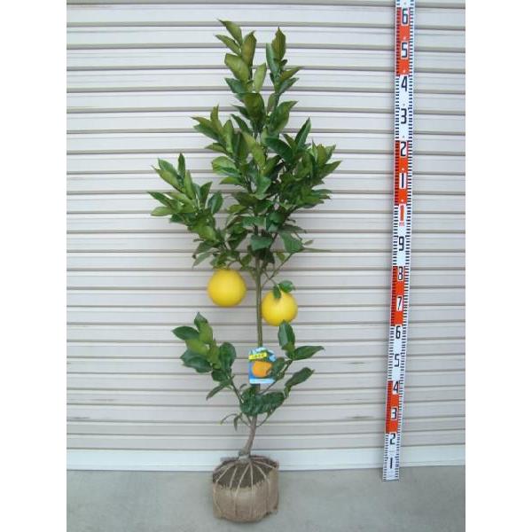 土佐文旦】 3年生接木苗 大苗 トサブンタン パールカン ※納期指定