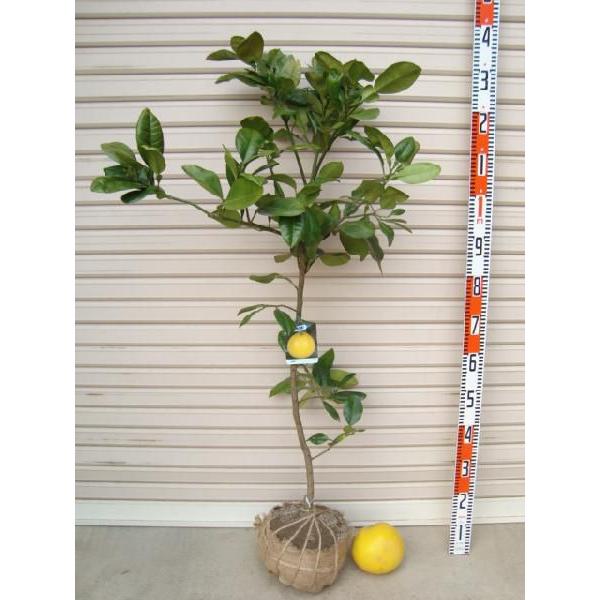 晩白柚 3年生 苗木 ぱんぺいゆ ザボン 晩白柚】 3年生接木苗 大苗 バンペイユ ザボン ※納期指定:発送予定
