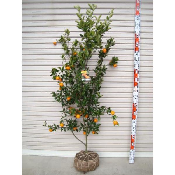 小みかん】 5年生接木苗 大苗 コミカン ※納期指定:発送予定2026年