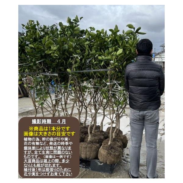 果樹⭐️蜜柑の苗木⭐️実付き❣️オマケでイチジクの苗木差し上げます。 果樹苗 鉢植え イチジク」の人気商品一覧 | 安い商品を通販サイトから