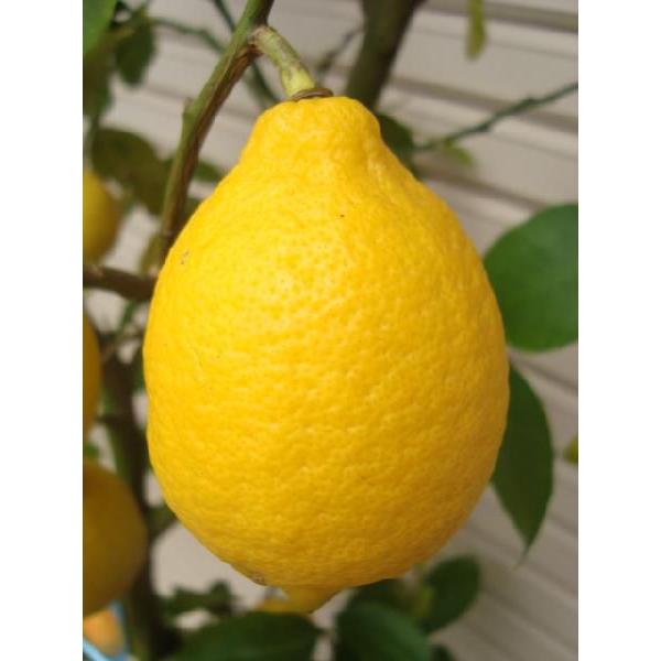 リスボンレモン ３年生接木苗 大苗 レモン 納期指定 発送予定２０２１年４月下旬以降順次 通常発送 果樹苗木 柑橘 檸檬 れもん Buyee Buyee 日本の通販商品 オークションの代理入札 代理購入
