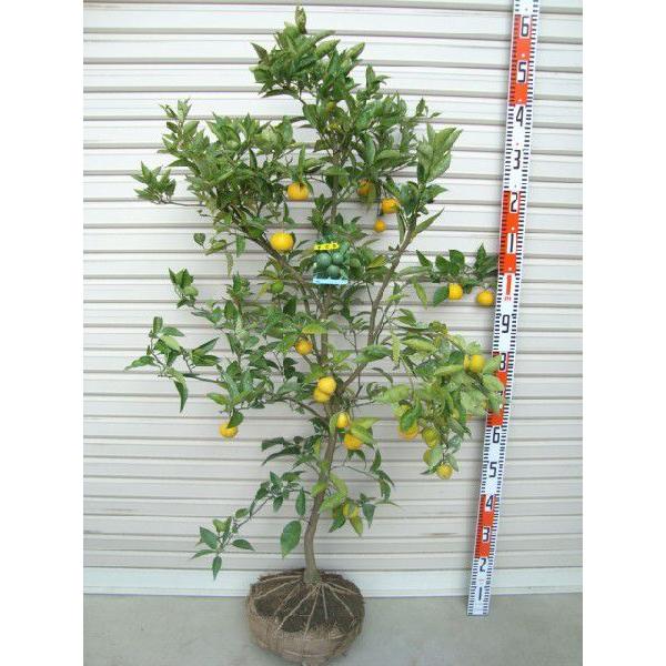 人気品種！ 種無しすだち 3年生 種なしすだち3年生接木大苗 産地で剪定