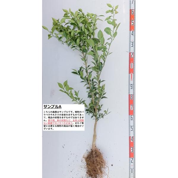 y˖{䂸z@QN@ږؕc(f@c)@Y [w:\QOQUNR{ȍ~\聦 [{MqEK[fXg[[Eʎc]