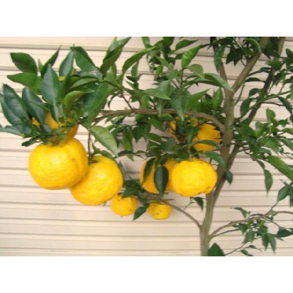 一才本ゆず ５年生接木苗 大苗 イッサイホンユズ 納期指定 発送予定２０２１年４月上旬以降順次 通常発送 果樹苗木 柑橘 柚子 ゆず Buyee Buyee 日本の通販商品 オークションの代理入札 代理購入