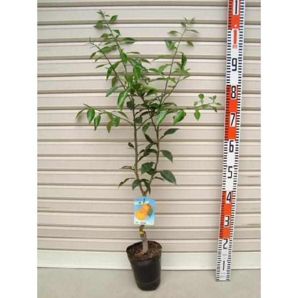 ycсz ږؕc ^_jVLEY [ʎc؁EkE񂫂]