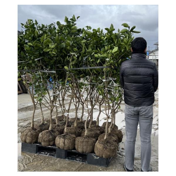 八代文旦】 5年生接木苗 1本で実がなる ざぼんの苗 鉢植えok すぐ実