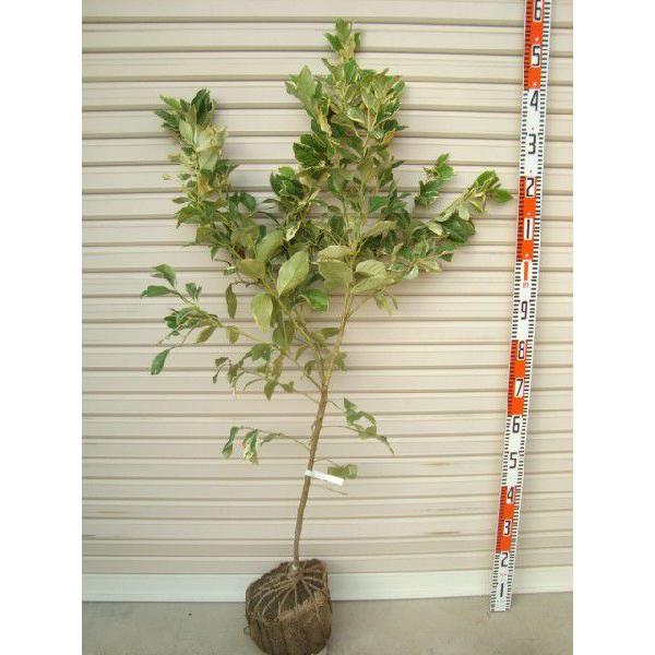 ysNl[hz@kc@RNږؕc  [w:\QOQTNPO{ȍ~\聦 [ʎc؁@k]