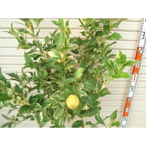 ピンクレモネード 柑橘大苗 ４年生接木苗 レモン 納期指定 発送予定２０２１年４月上旬以降順次 通常発送 果樹苗木 柑橘 Buyee Buyee Japanese Proxy Service Buy From Japan Bot Online