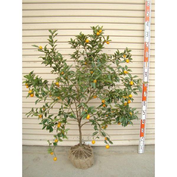 明和キンカン ４年生接木苗 大苗 金柑 きんかん 納期指定 発送予定２０２１年４月上旬以降順次 通常発送 果樹苗木 柑橘 Buyee Servis Zakupok Tretim Licom Buyee Pokupajte Iz Yaponii