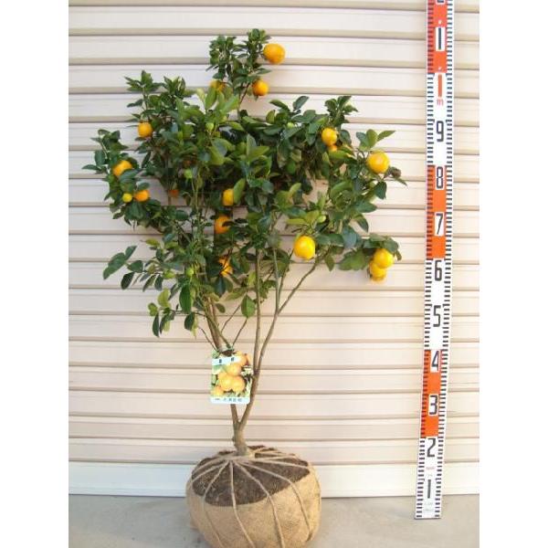 福寿キンカン ３年生接木苗 大苗 納期指定 発送予定２０２１年４月上旬以降順次 通常発送 果樹苗木 柑橘 かんきつ Buyee Servis Zakupok Tretim Licom Buyee Pokupajte Iz Yaponii