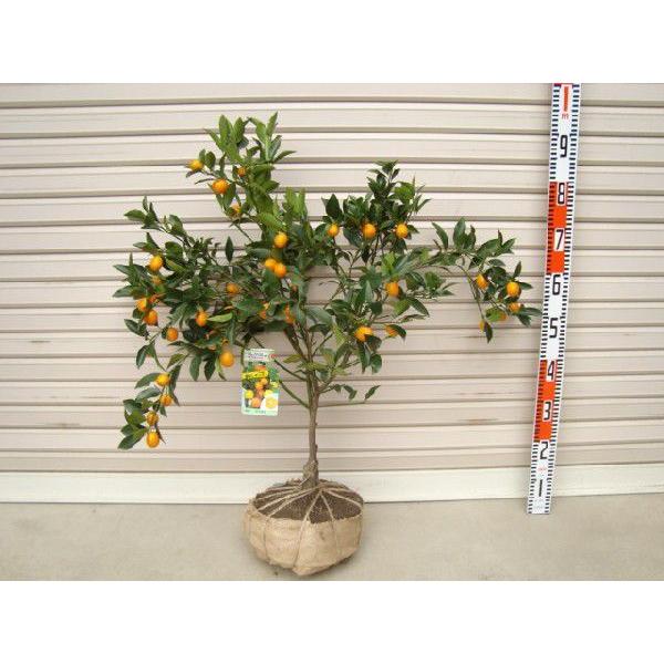 プチマル ３年生接木苗 大苗 キンカン 金柑 納期指定 発送予定２０２１年１０月下旬以降順次 通常発送 果樹苗木 柑橘 かんきつ 5613p 3 3 ガーデン ストーリー 通販 Yahoo ショッピング