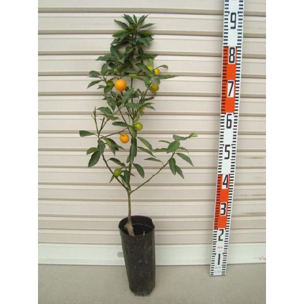 たまたま金柑 接木苗 キンカン 金柑 果樹苗木 柑橘 かんきつ 5614 2 1 ガーデン ストーリー 通販 Yahoo ショッピング