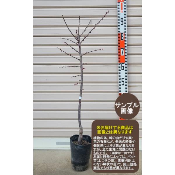 花木苗木,花梅,緋の司(赤),ハナウメ