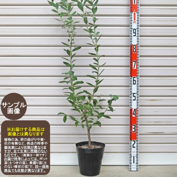 セントキャサリン】 3年生苗 6号 オリーブM [花木苗木・常緑樹・庭木
