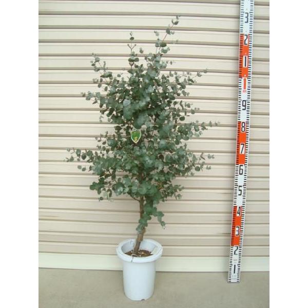 グニー ４年生苗７号鉢ユーカリ 花木苗木 常緑樹 庭木 Buyee Buyee 提供一站式最全面最专业现地yahoo Japan拍卖代bid代拍代购服务