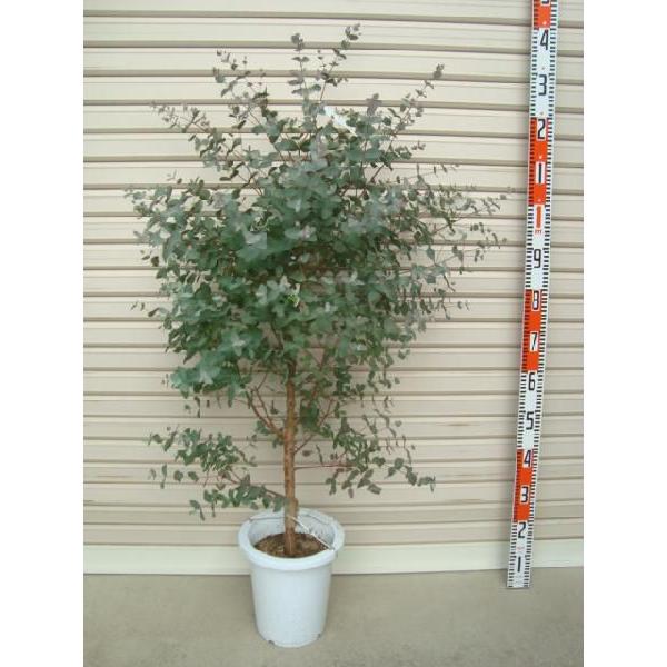 グニー ４年生苗 ８号鉢 ユーカリ 花木苗木 常緑樹 庭木 Buyee Buyee 提供一站式最全面最專業現地yahoo Japan拍賣代bid代拍代購服務 Bot Online